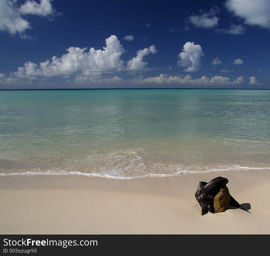 A root at a beautiful caribbean beach. A root at a beautiful caribbean beach