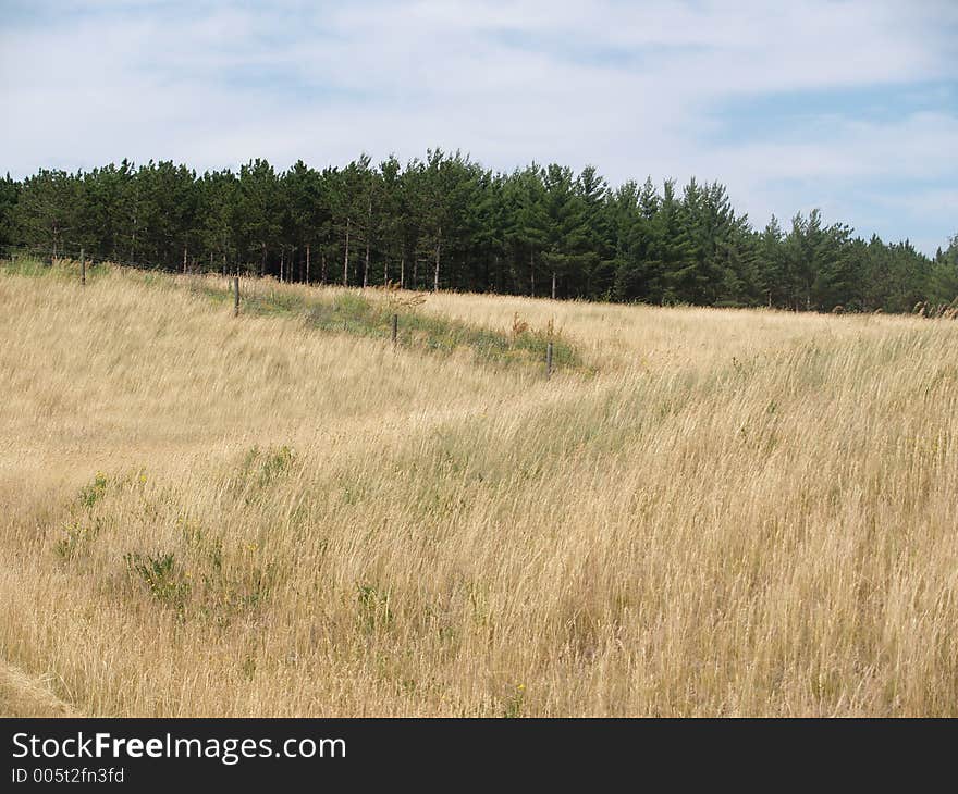 Yellow Meadow