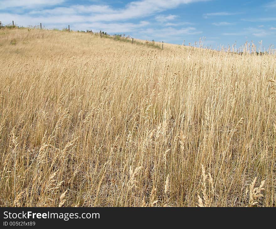 Grassy spring field. Grassy spring field