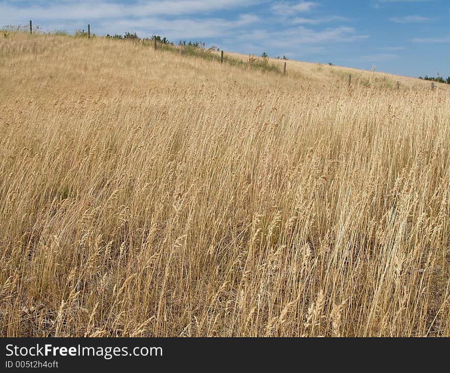 Yellow Meadow