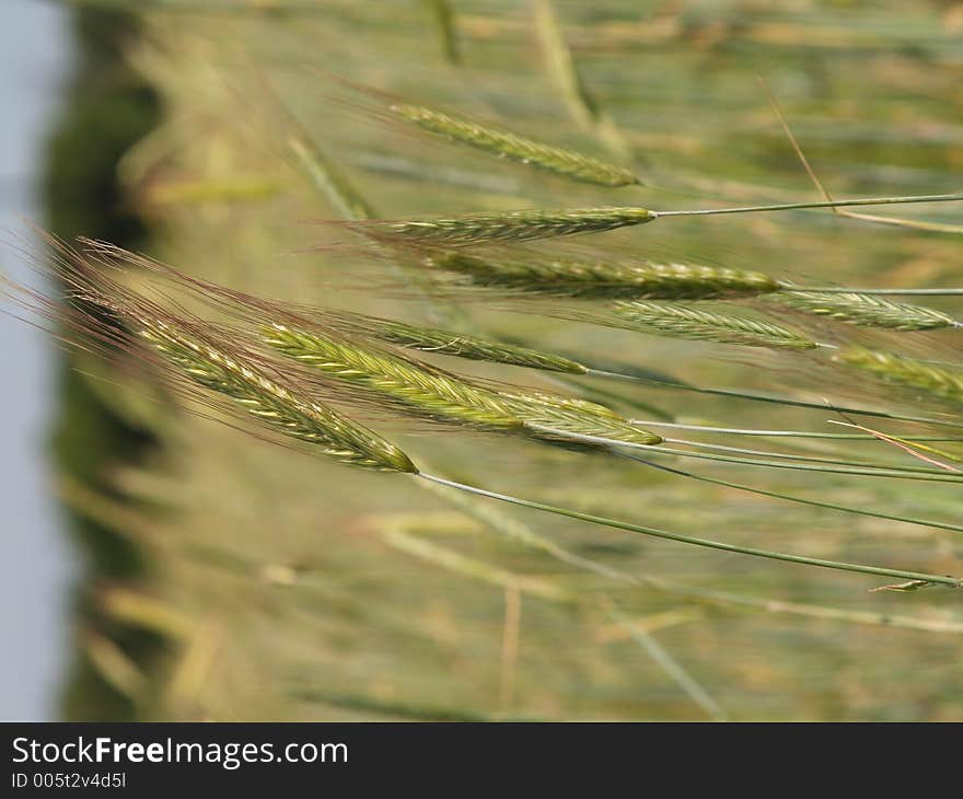 Wheat Grass