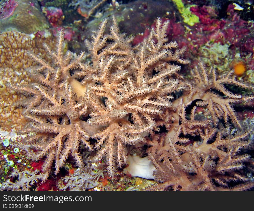 Soft Coral