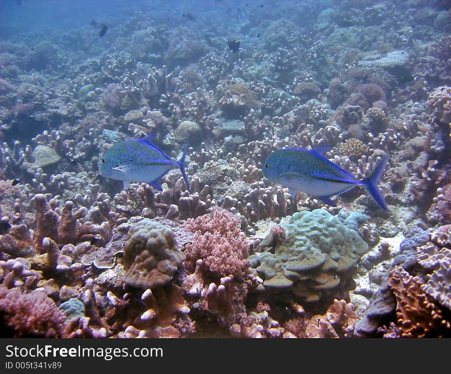 A pair of trevallies swimming by the reef. A pair of trevallies swimming by the reef