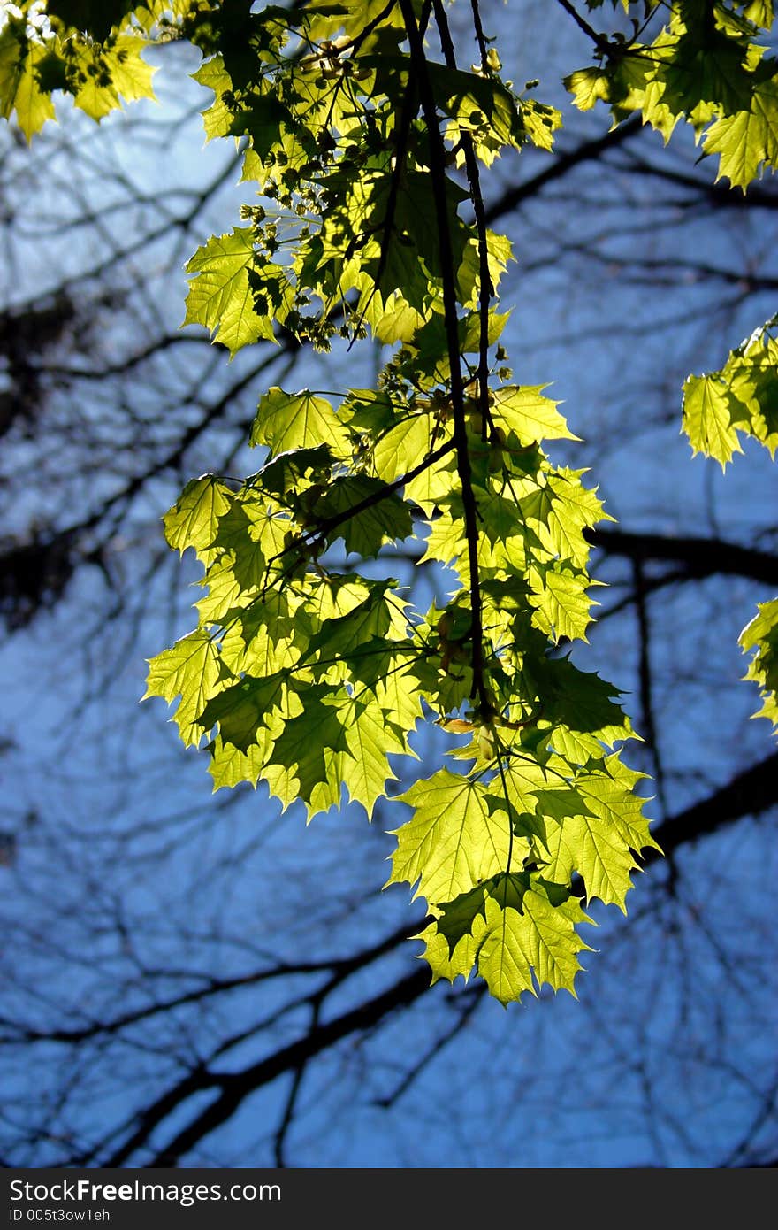 Spring blossom