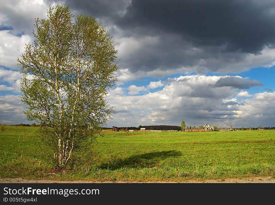 Green field and lonely tree. Sibir. Russia.