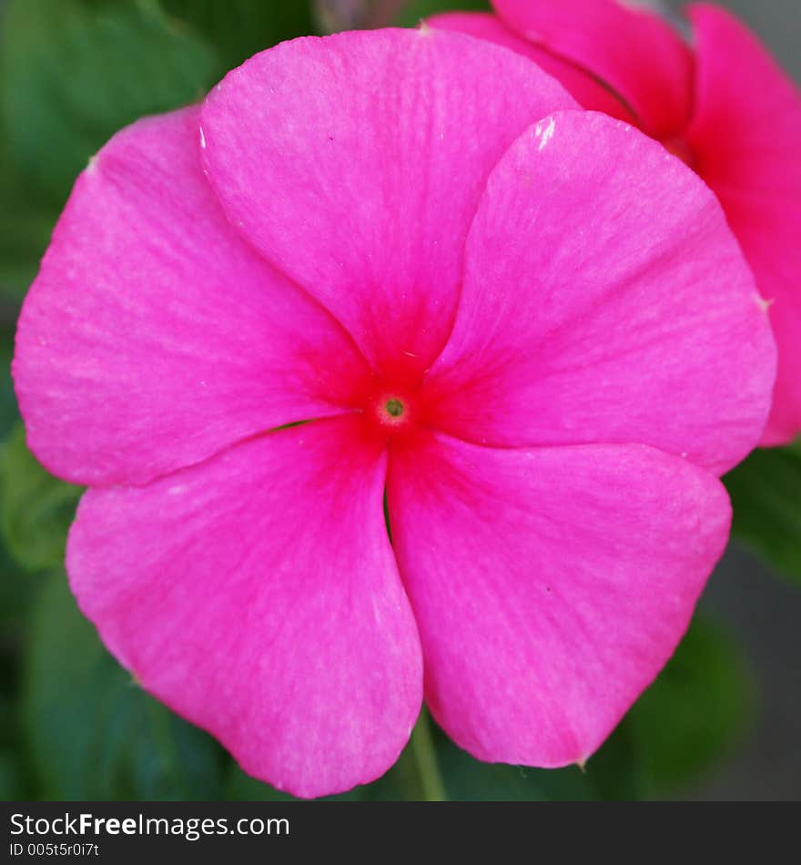 Pink flower with 5 petals. Pink flower with 5 petals