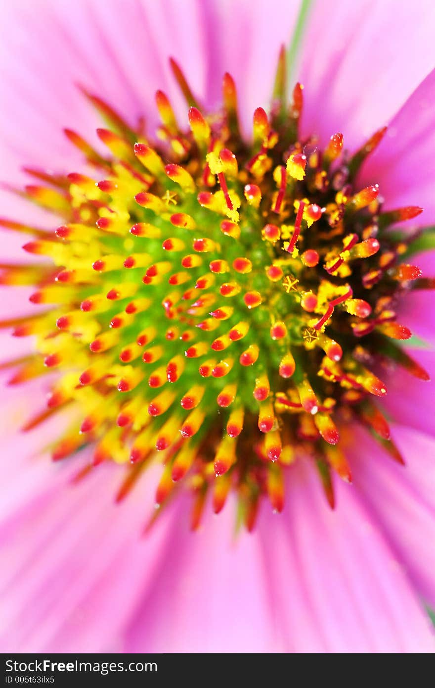 Pink flower with yellow center. Pink flower with yellow center