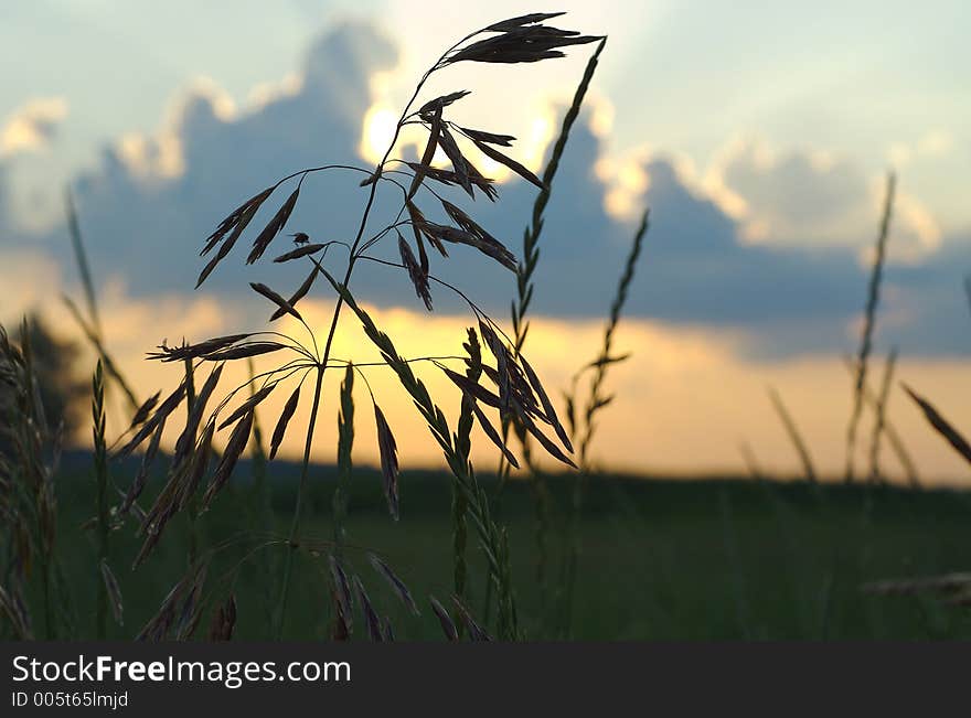 Meadow at sunset