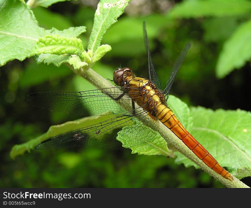 Colorful red dragonfly macro, insect