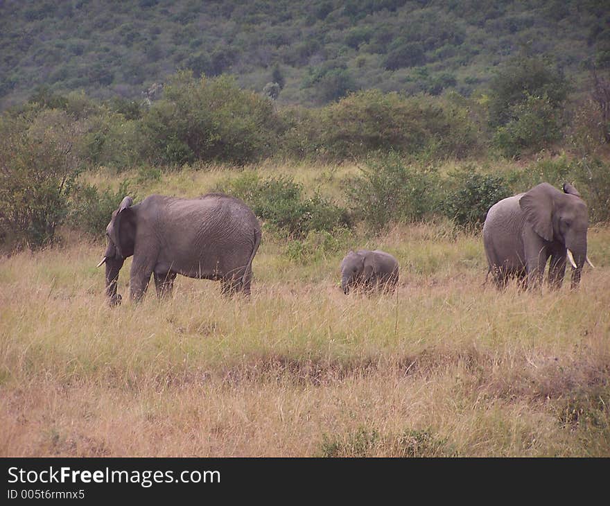 African elephants