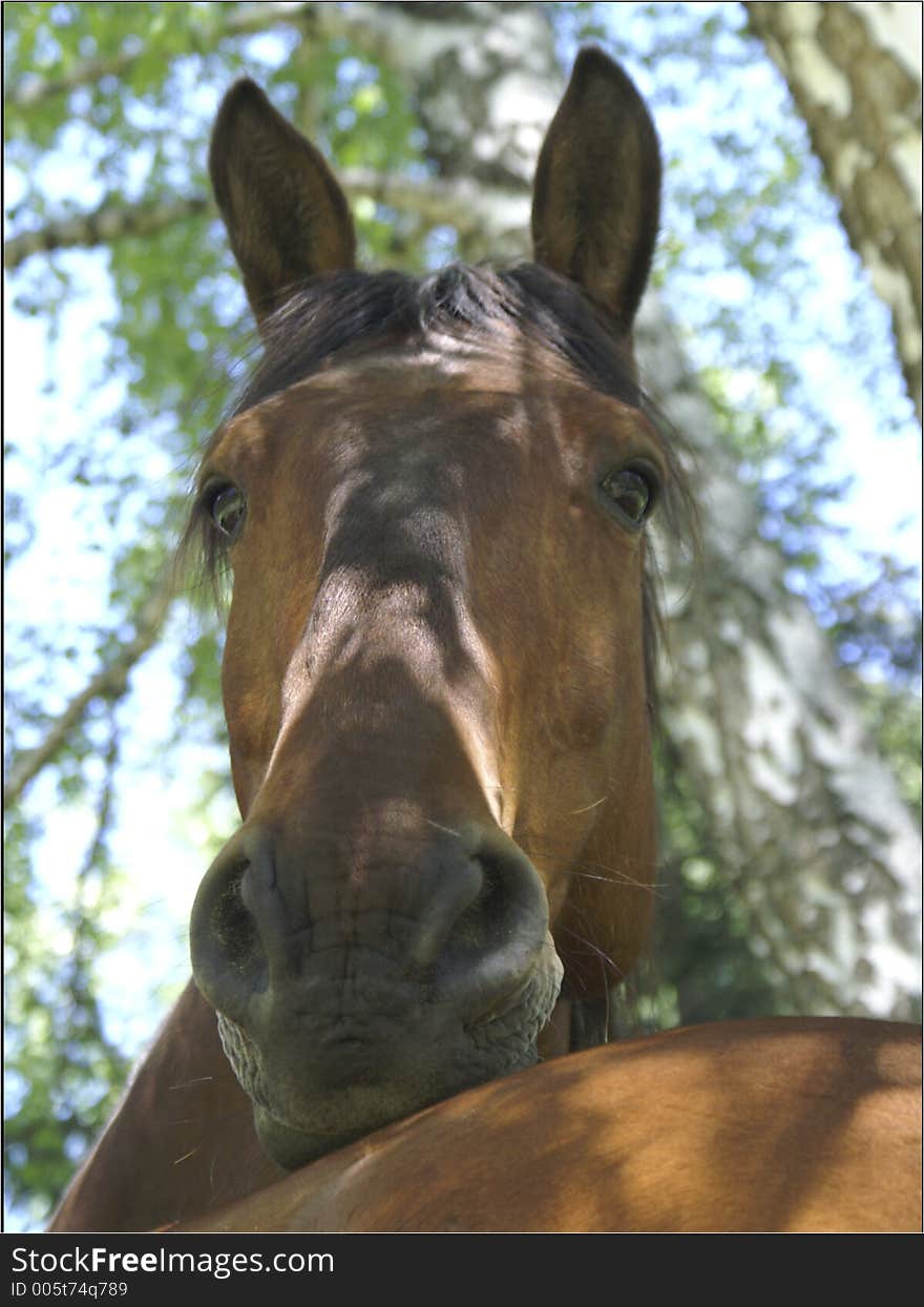 Watching horse, horse in shadow