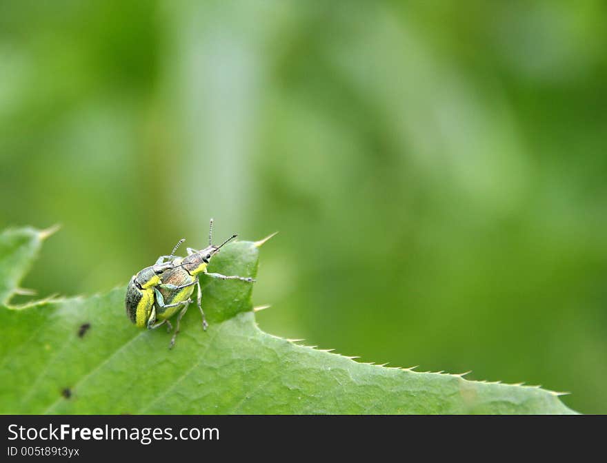 Two bugs on the leaf. Two bugs on the leaf