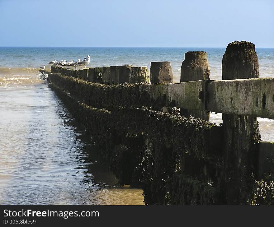 Gulls On Groyne 1