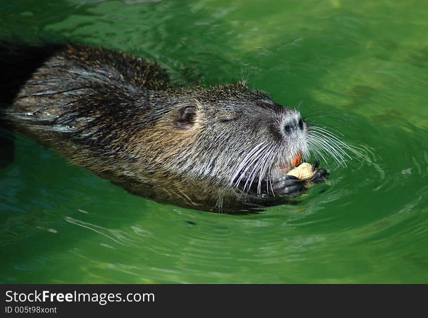 Nutria eating peanut. Nutria eating peanut