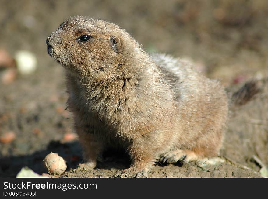 Prairie dog close up