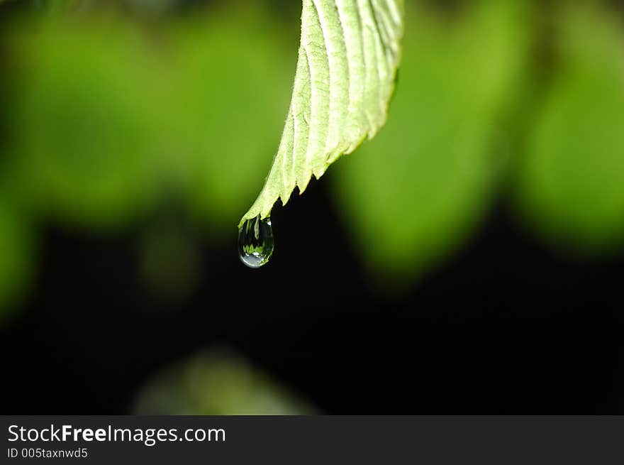 A raindrop shortly before the fall. A raindrop shortly before the fall