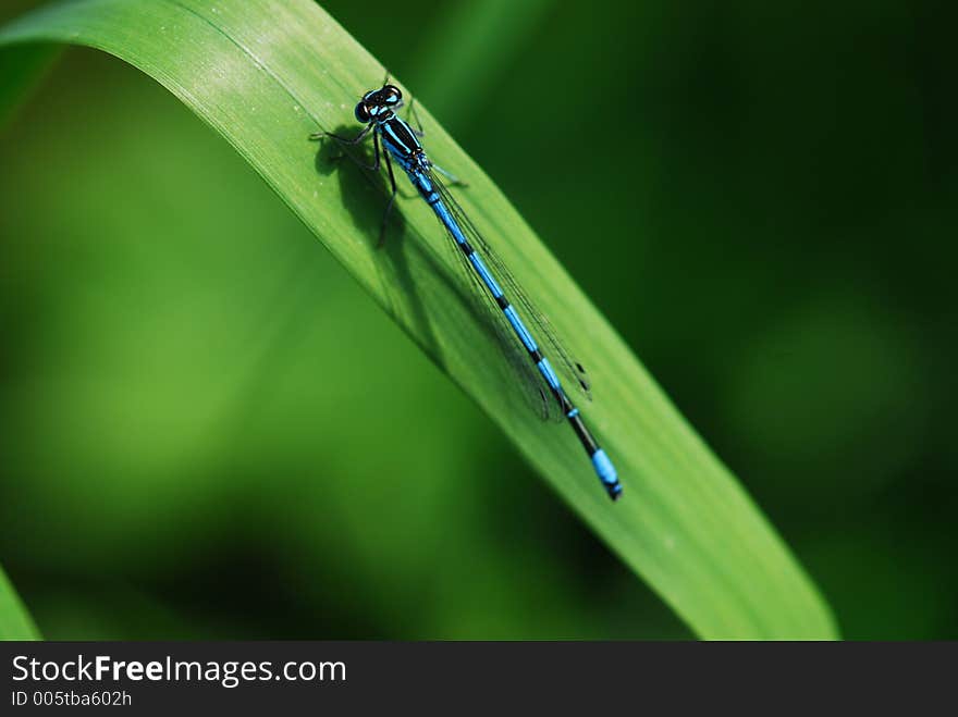 Damsel Fly related to Dragon Fly. Damsel Fly related to Dragon Fly