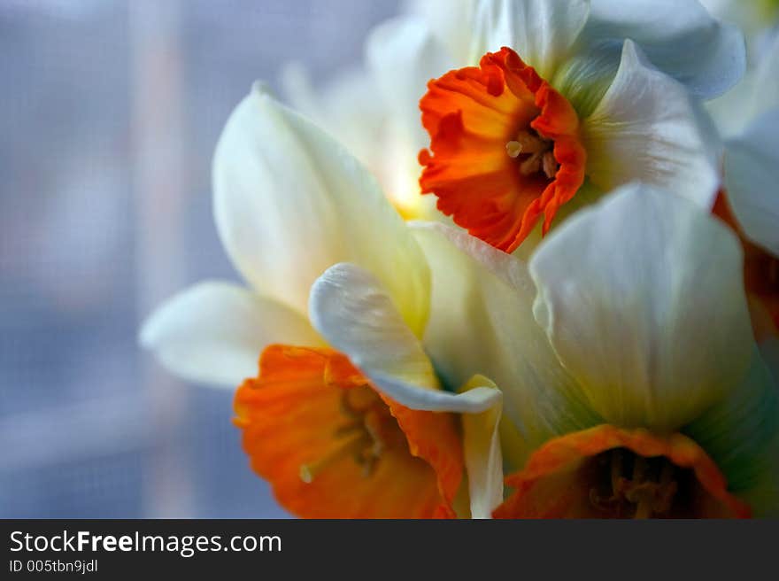 White - orange flowers, narcissuses