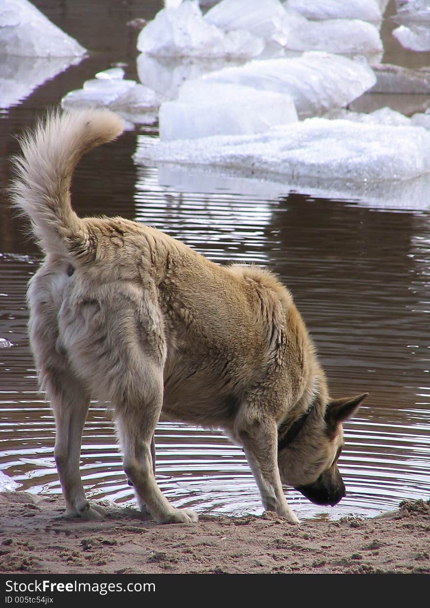 Dog drinks from the river. Dog drinks from the river