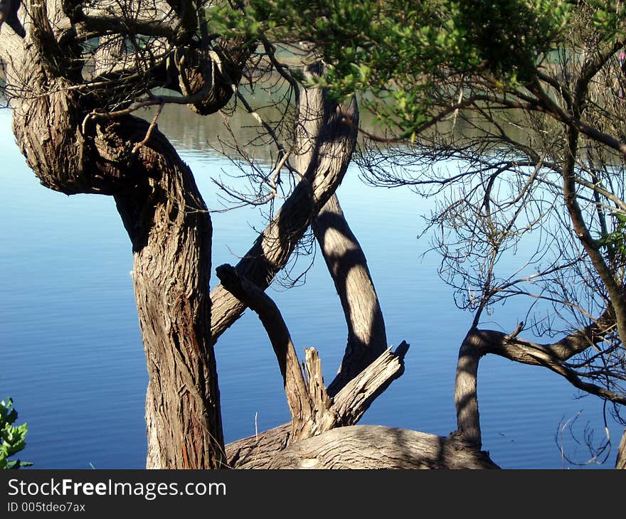 Twisted Branches