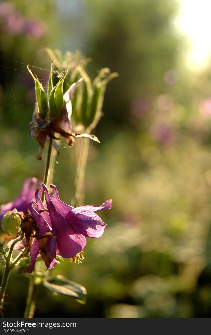 Flowers at sunrise