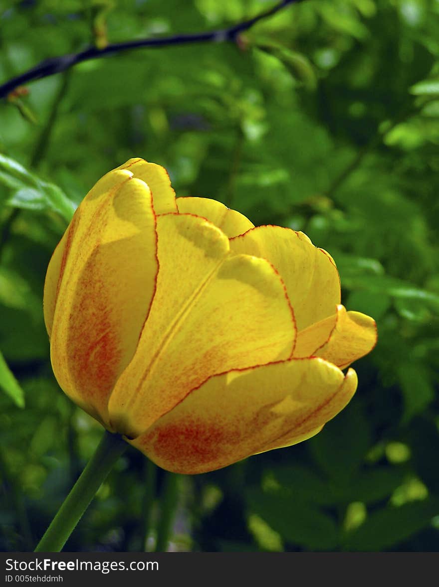 Yellow tulip