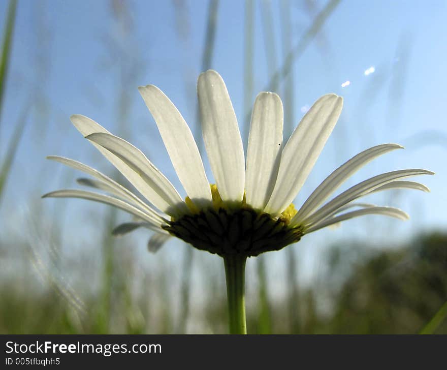 The large daisy