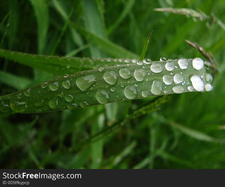 Little drops of water after a rain. Little drops of water after a rain