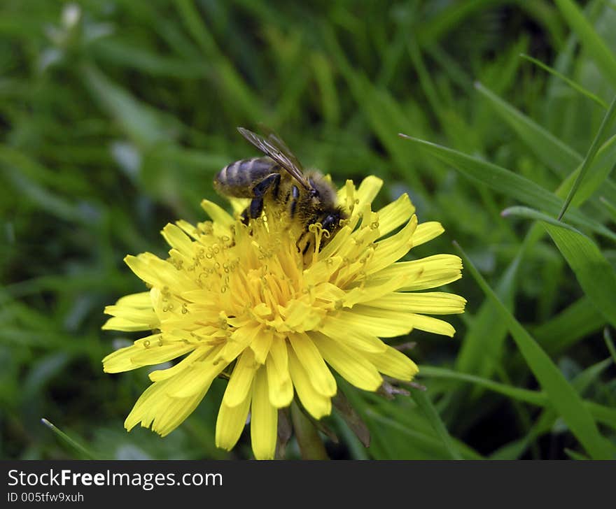 Bee during assembling pollen. Bee during assembling pollen