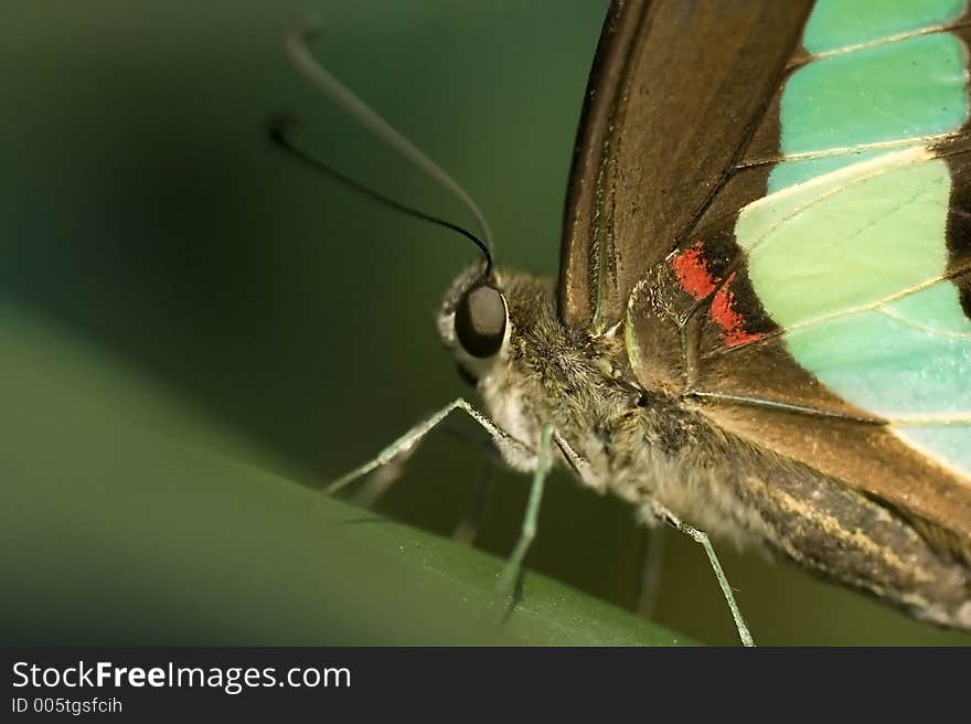 Butterfly close up