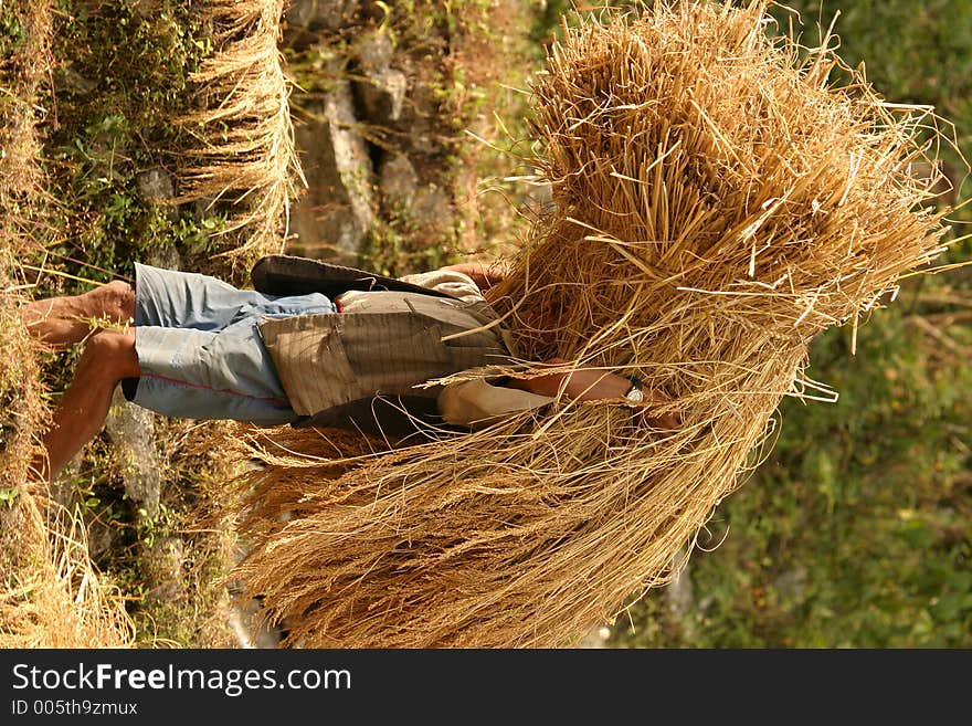 Working man in the fields, Nepal