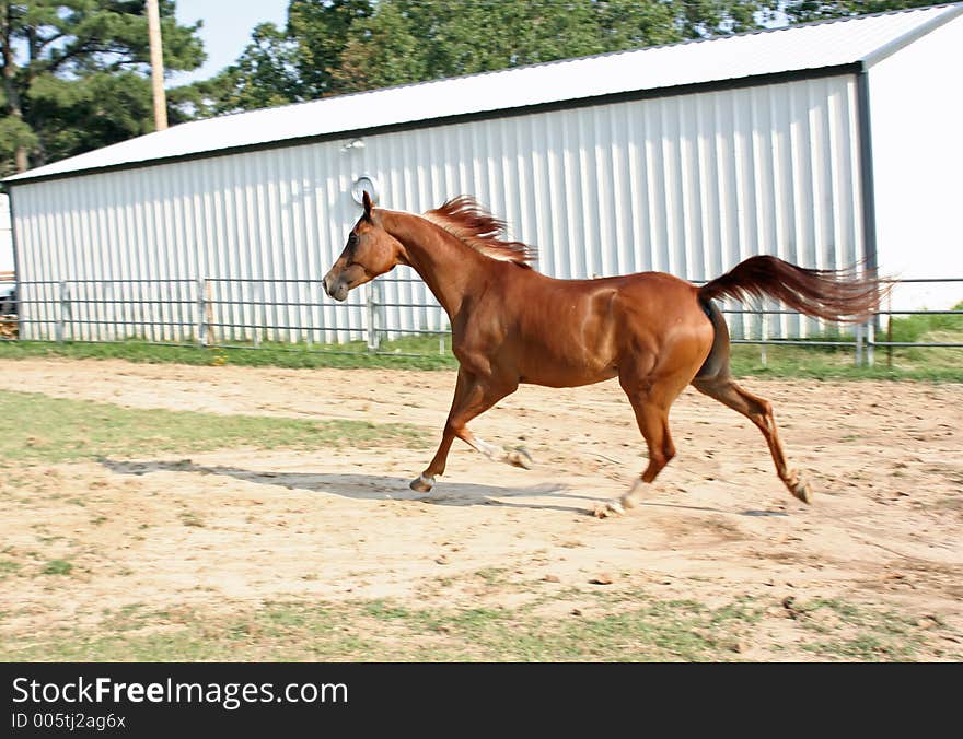 Arabian Gelding