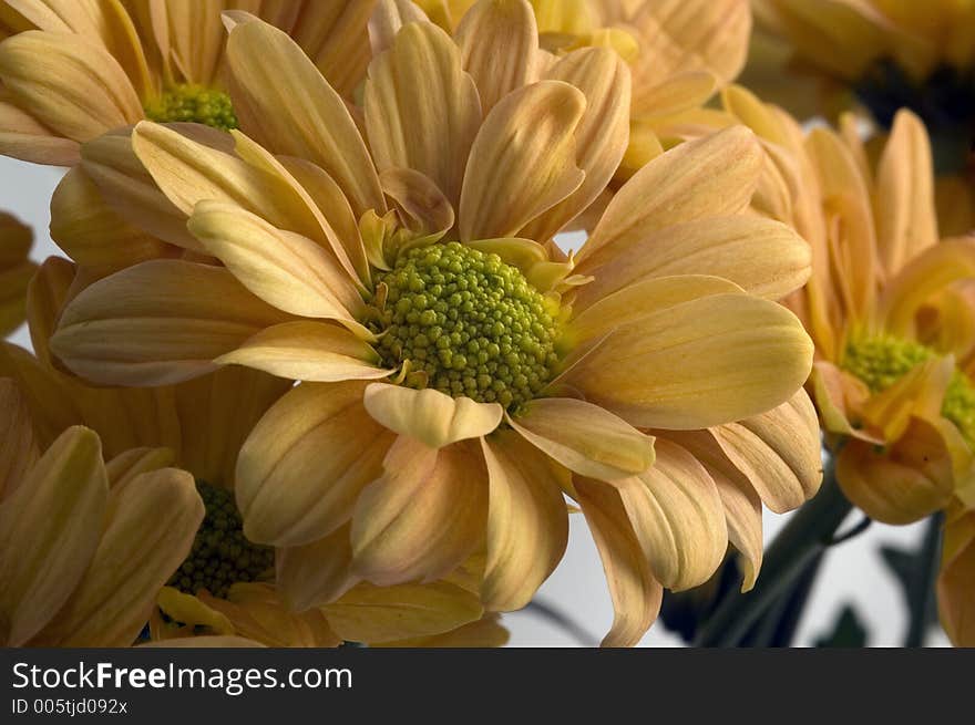 Chrysanthemums