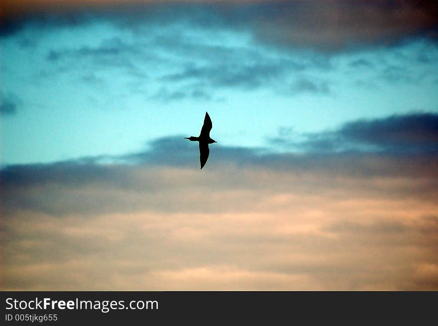 Arctic skua silhouetted against the sky. Arctic skua silhouetted against the sky