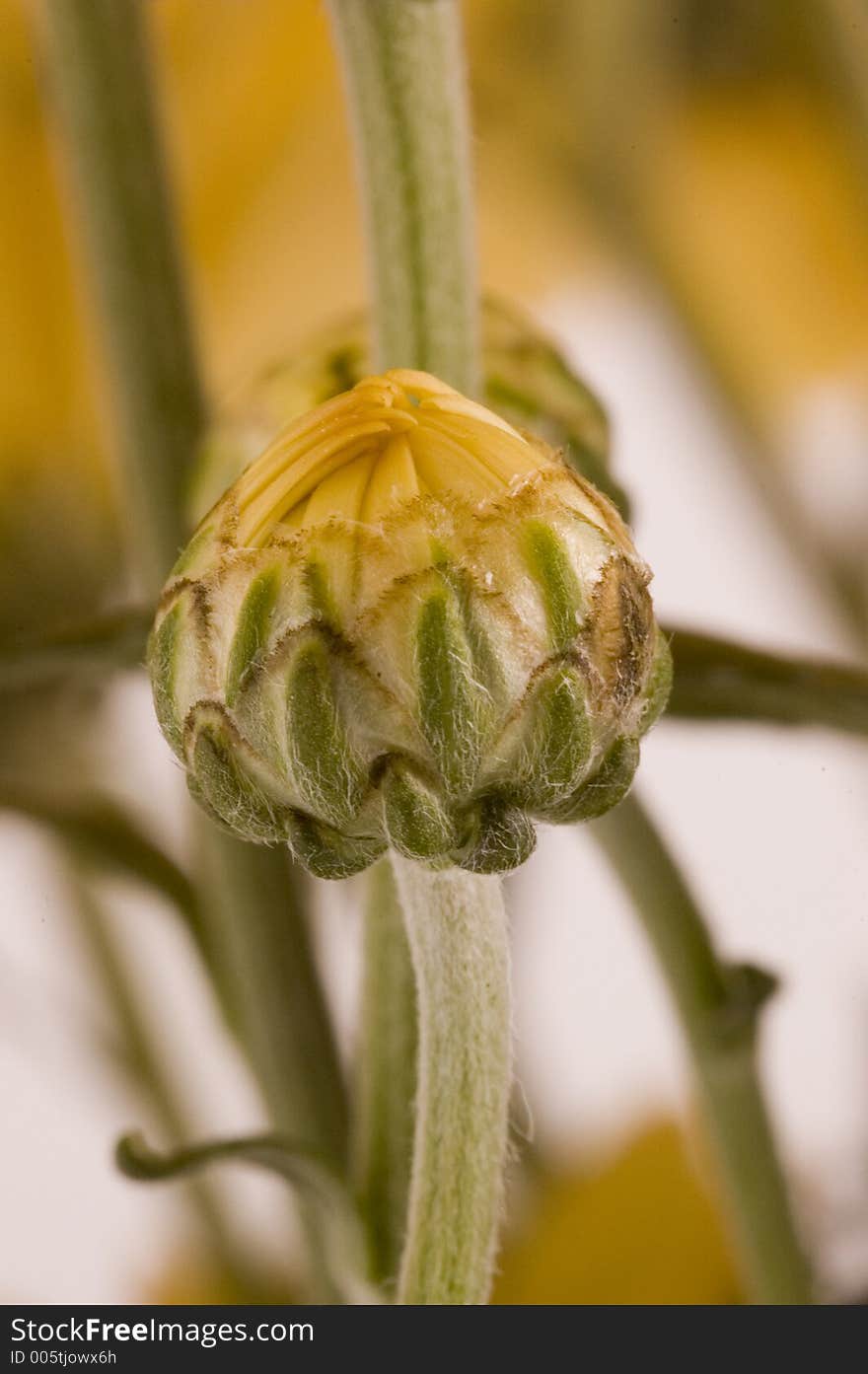 Chrysanthemums