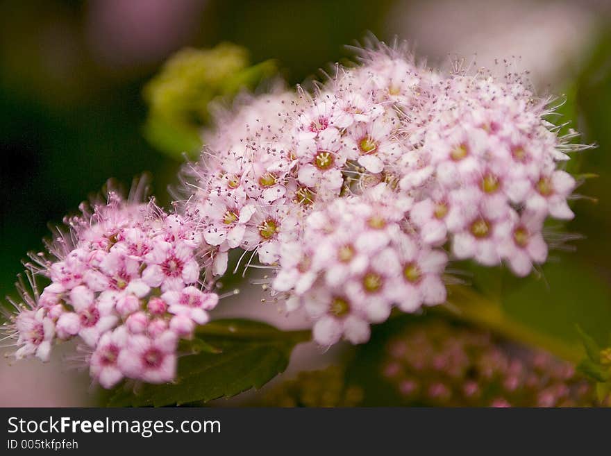 Nature photography. Nature photography