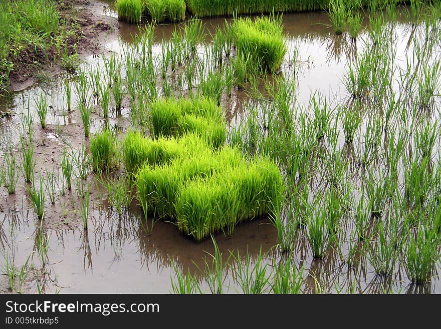 Culture of rice