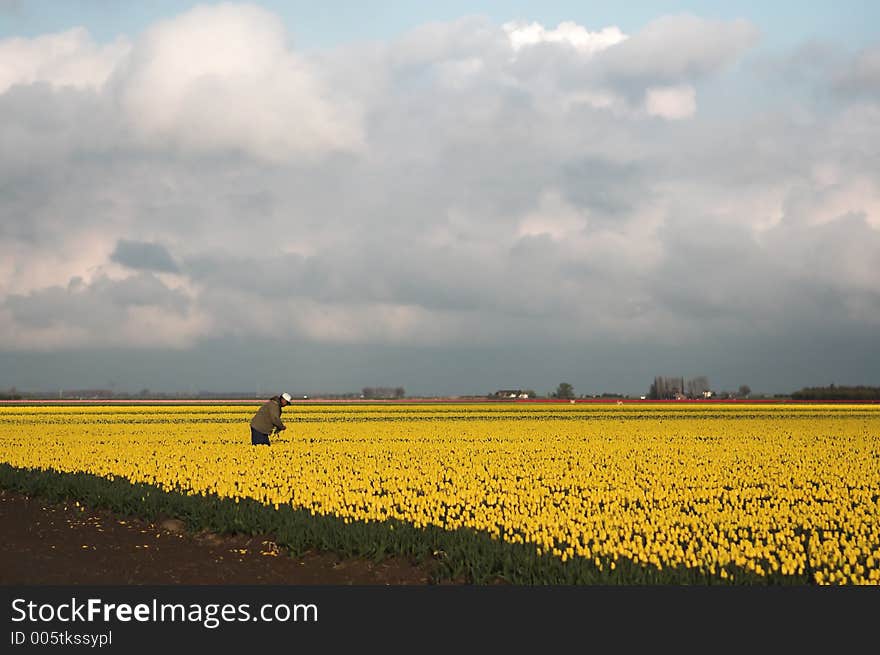 Dutch farmer in his tulip fields. Dutch farmer in his tulip fields