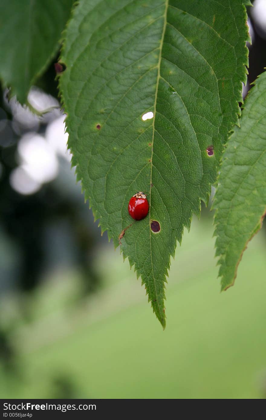 Red beetle