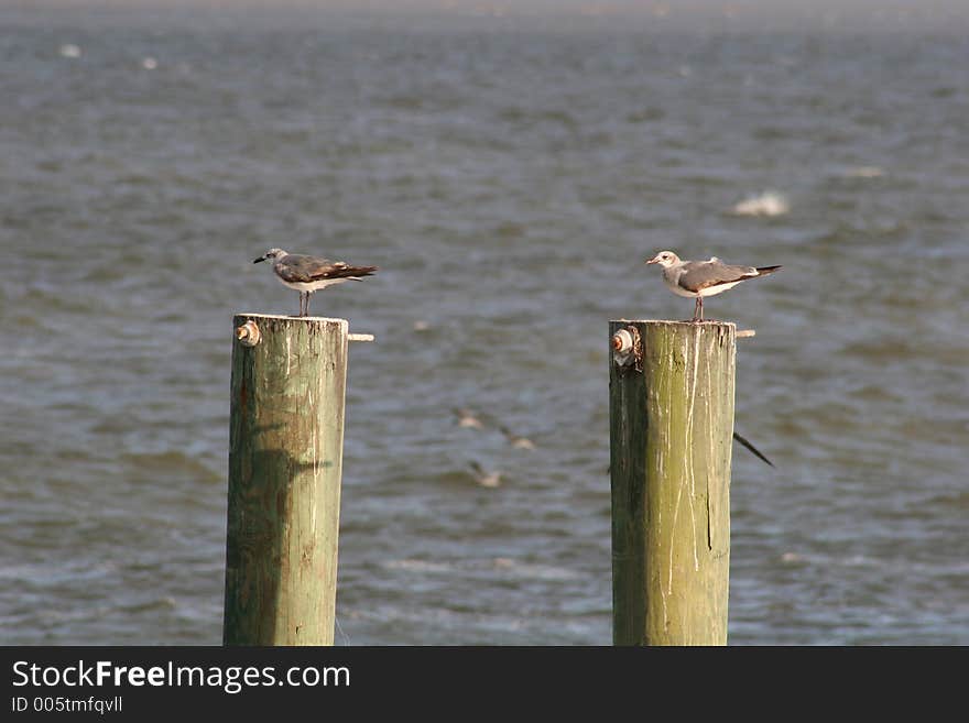 Two seagulls on two pilings. Two seagulls on two pilings