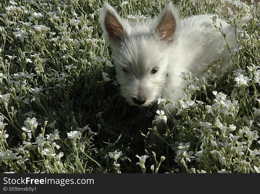 Westie in flowers 1. Westie in flowers 1