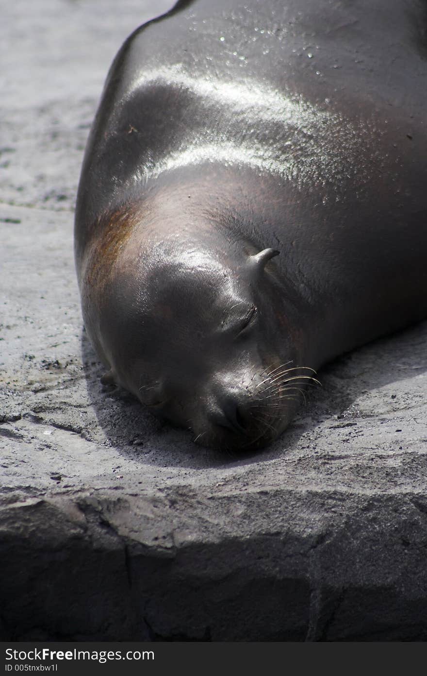 Sleeping seal