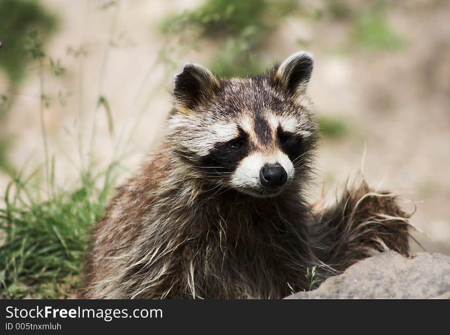 Another curious raccoon looking next to the camera. Another curious raccoon looking next to the camera