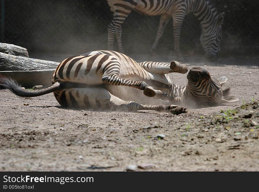 Rolling zebra on dust