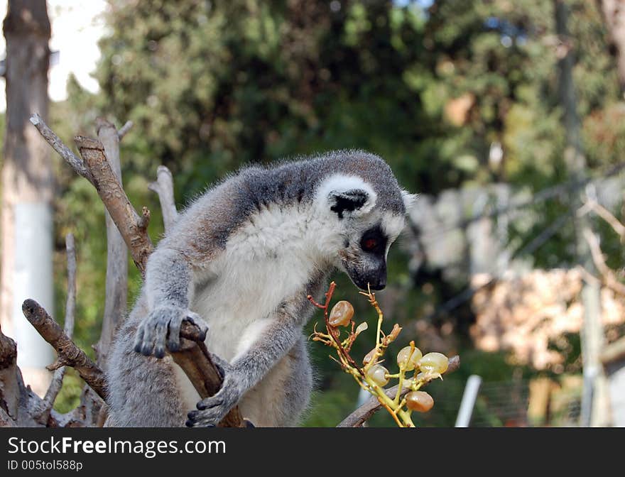 Lemur Eating