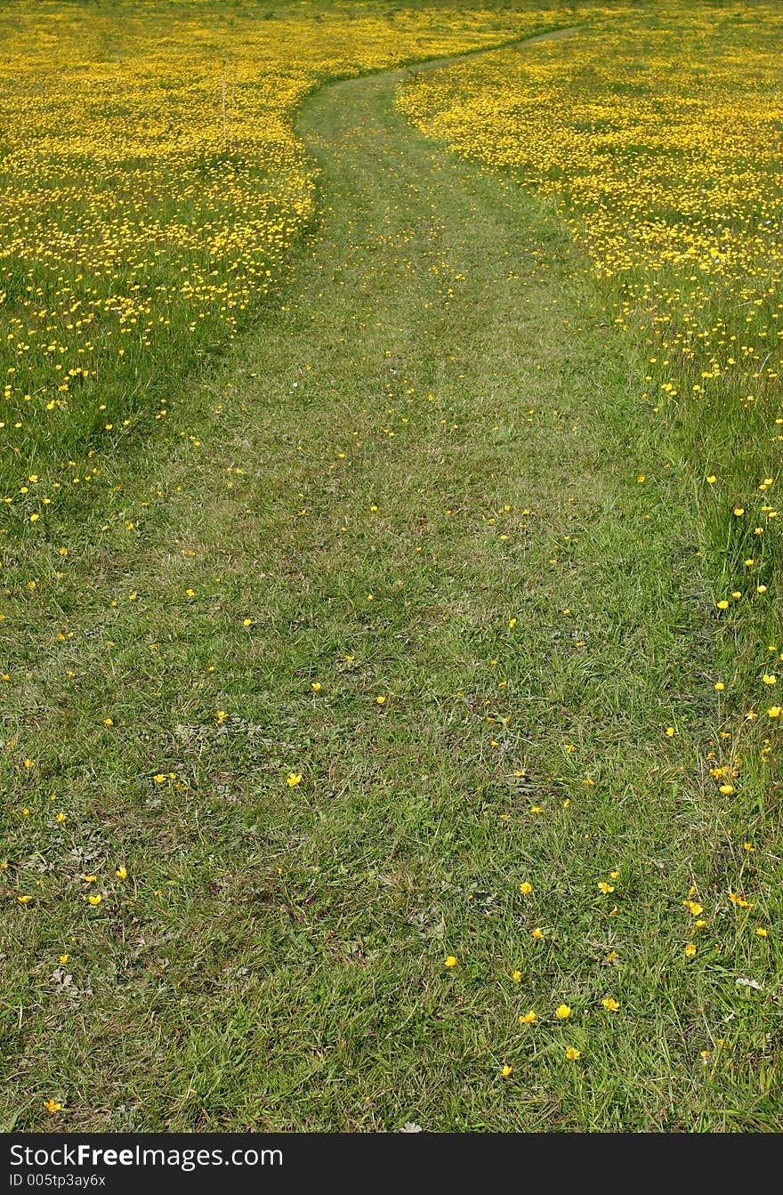 Pathway Through the Buttercups