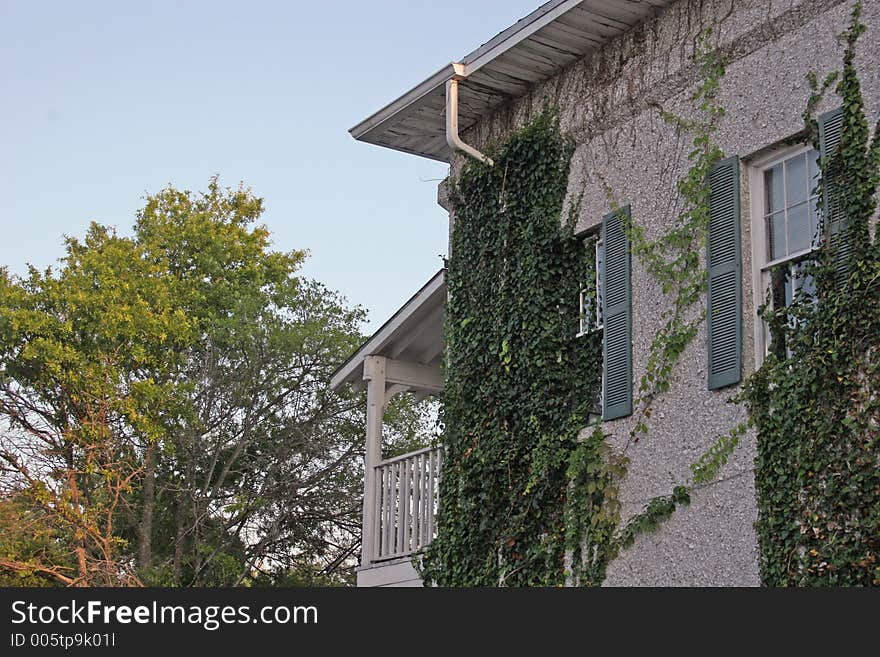 Ivy Covered Walls 2