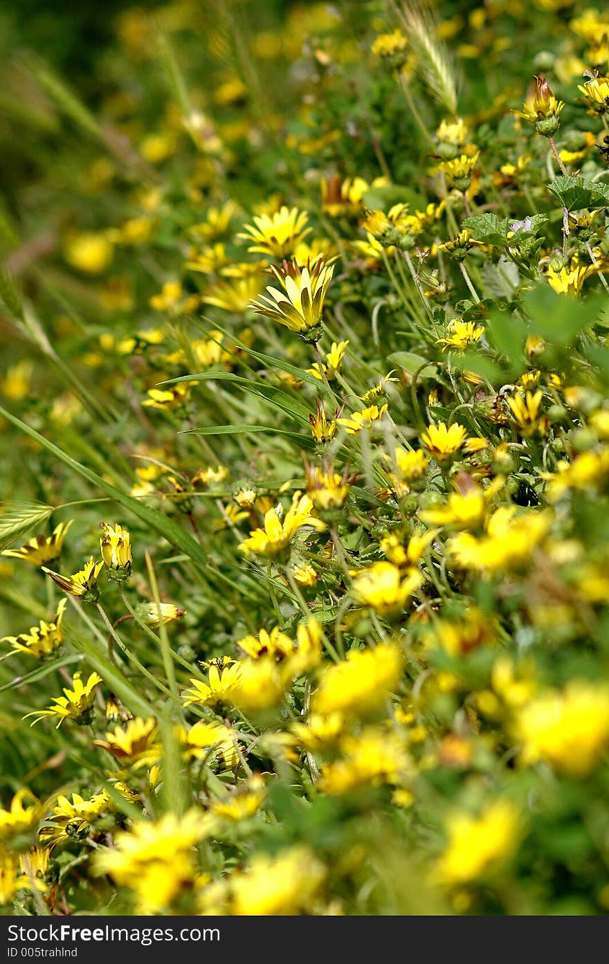 Field full of daisies. Field full of daisies