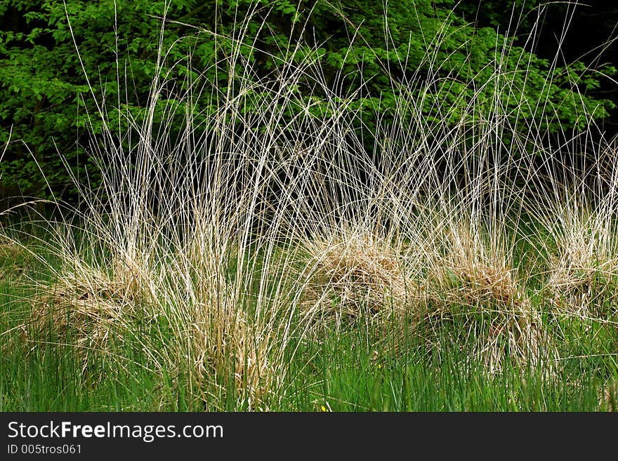 Clumps of dried long grasses amongst shoots of new grass. Clumps of dried long grasses amongst shoots of new grass.