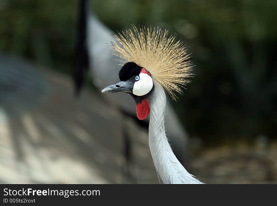 Waterfowl of Southern Spain